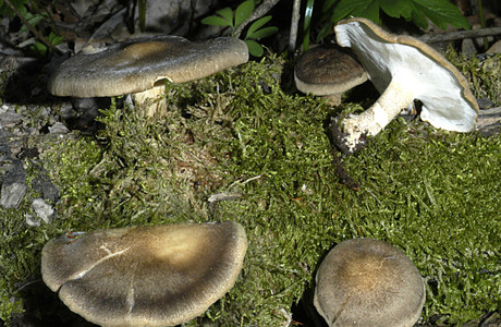 Maiporling (Polyporus ciliatus) - © Heinz Prelicz